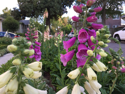 90 Year Old Wins Neighborhood Garden of the Month | New Orleans