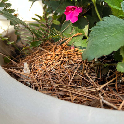 Tips from the Potting Table: Mulch