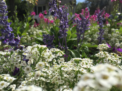5 Simple Garden Hacks