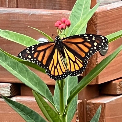 The March of the Monarch Butterfly