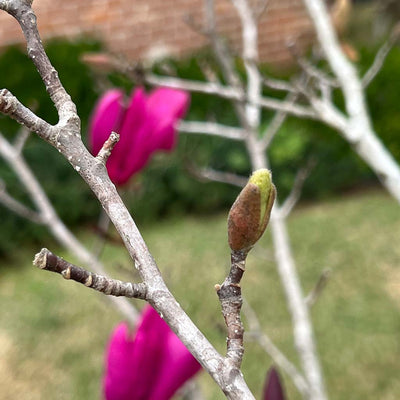 A Frozen Southern Garden, Tips for Timing Pruning