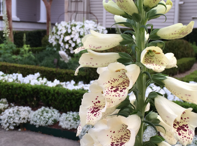 Love Hanging Baskets? Watch this Before You Plant Another Flower!