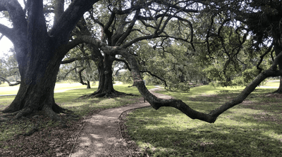 Garden Tour Audubon Park New Orleans