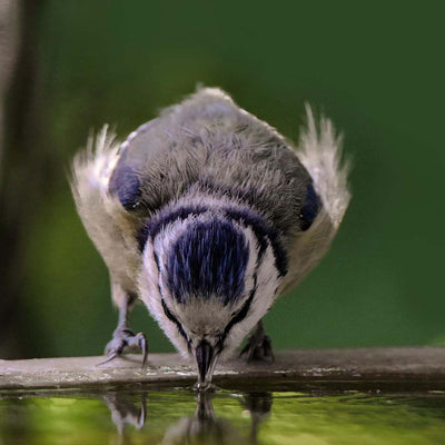 The Importance of Birdbath Fountains