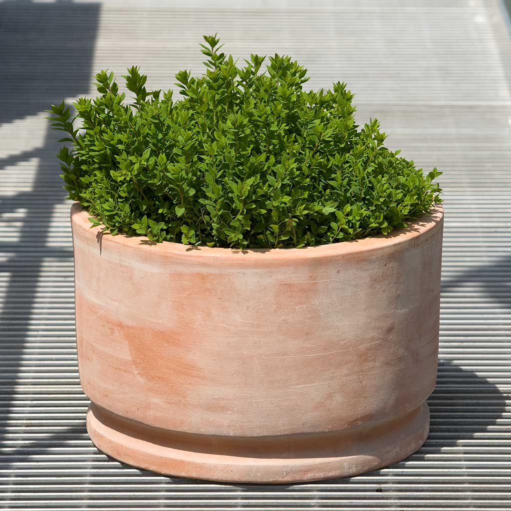 Campania International Amelie Planter