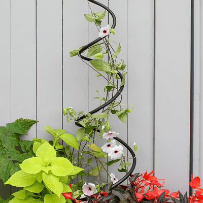 Spiral Trellis by Achla Designs