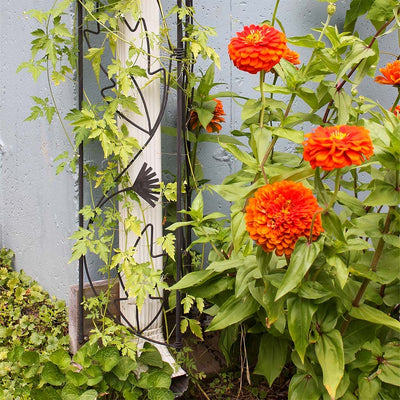 Downspout Trellis by Achla Designs