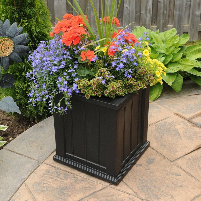 The Mayne Cape Cod 16x16 Square Planter, in the black finish, planted and placed near home for curb appeal.