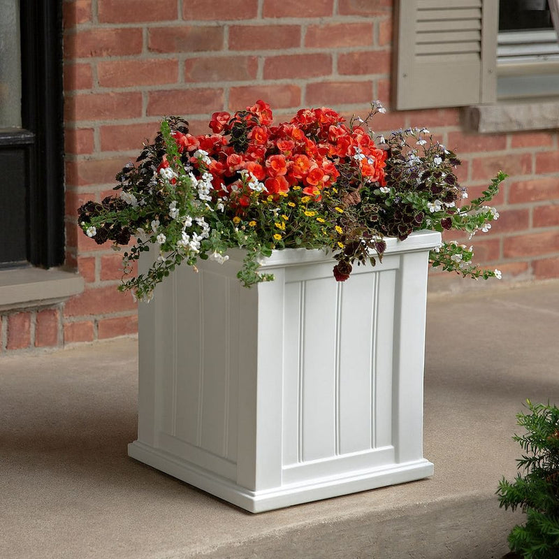 The Mayne Cape Cod 16x16 Square Planter, in the white finish, planted and placed near home for curb appeal.