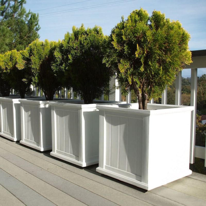 The Mayne Cape Cod 20x20 Square Planter, in the white finish, planted and placed near home for curb appeal.