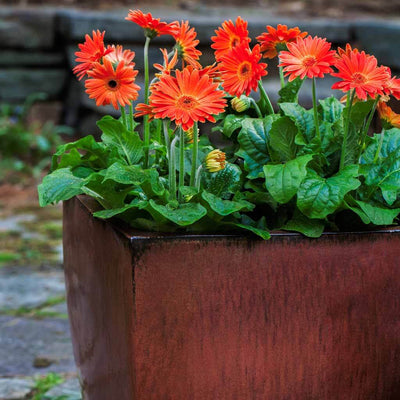 Campania International Blake Planter Set in Maple Red | The Garden Gates