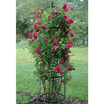 Kinsman Garden Rose Pillar Black Obelisk